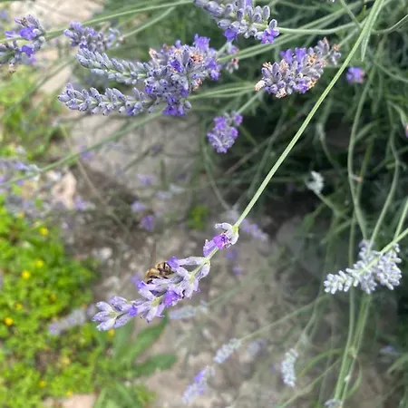 Ostalon De Senegats Holiday home