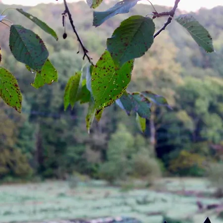 Ostalon De Senegats *