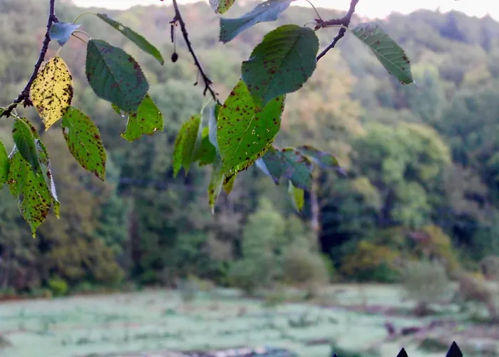 Ostalon De Sénégats *